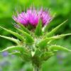 Milk Thistle Extra